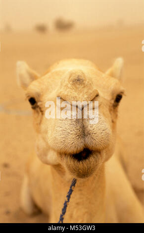 Mali. Bamba, Gao. Sahara. Sahel. Kamel in Sandsturm. Kamele in der Nähe der Nase Sand und Staub fernzuhalten. Stockfoto