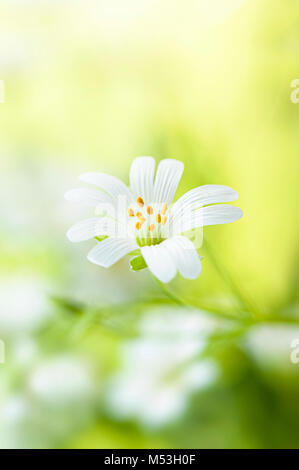 Mehr Sternmiere Stellaria holostea Blume gemeinsamen Namen einschließlich ' Hochzeit Kuchen', 'Star of Bethlehem', ''Daddy-Shirt - Tasten" und "napdragon' Stockfoto