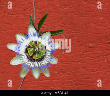 Blaue Passionsblume und Rote Wand als Hintergrund Stockfoto