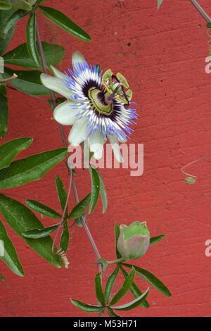 Blaue Passionsblume und Rote Wand als Hintergrund Stockfoto