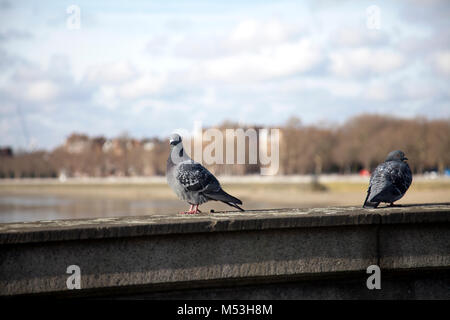 Tauben auf Chelsea Bridge mit Blick auf die Themse - London, Großbritannien Stockfoto