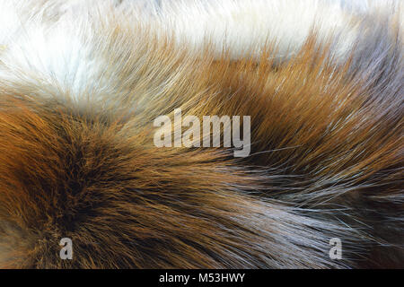 Red fox Textur für Hintergrund Stockfoto