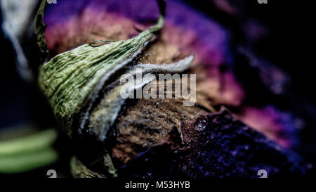 Getrocknete Rose in Makro Stockfoto