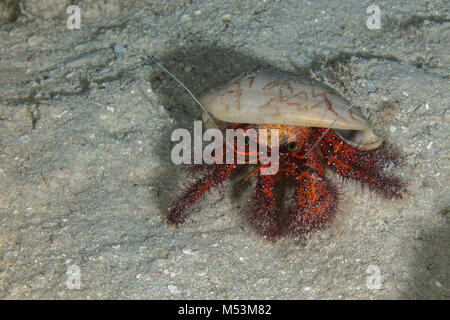 Weiß getupftem Einsiedlerkrebs (Dardanus Megistos) in der Nähe Panglao Island, Philippinen Stockfoto