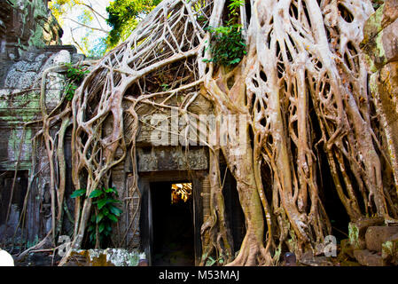 Eine mystische Tor in den Dschungel, Tempel von Ta Prohm., von Seide, Baumwolle und Einschnüren Abb. Wurzeln gehüllt. Stockfoto