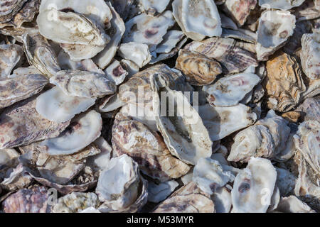 Austernschalen Meeresfrüchte Nahaufnahme Stockfoto