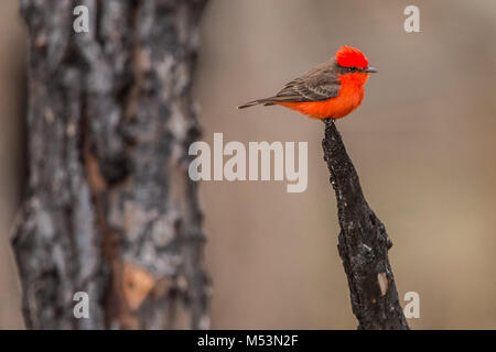 Mosquero Cardenalito. Cardenalito Mosquero. Cardenal. Cuenca del Rio San Pedro, Naturalia Stockfoto