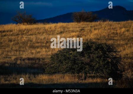 Cuenca del Rio San Pedro, Naturalia Stockfoto