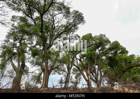 Cuenca del Rio San Pedro, Naturalia Stockfoto
