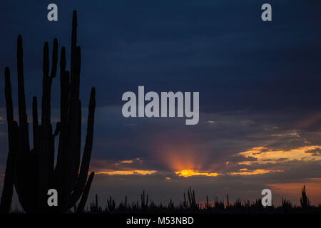 Sonoran Wüste, die durch hohe Catus gekennzeichnet ist nur wenige Meter von Meer Wasser in der mexikanischen Pazifik Osea Foto: LuisGutierrez. Stockfoto