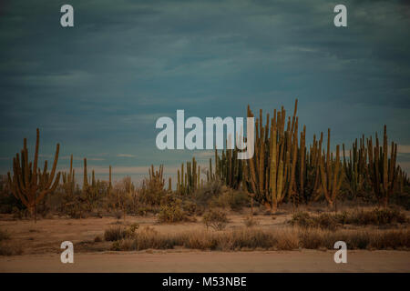 Sonoran Wüste, die durch hohe Catus gekennzeichnet ist nur wenige Meter von Meer Wasser in der mexikanischen Pazifik Osea Foto: LuisGutierrez. Stockfoto