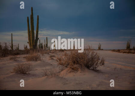 Sonoran Wüste, die durch hohe Catus gekennzeichnet ist nur wenige Meter von Meer Wasser in der mexikanischen Pazifik Osea Foto: LuisGutierrez. Stockfoto
