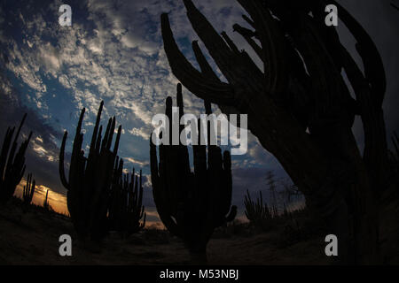 Sonoran Wüste, die durch hohe Catus gekennzeichnet ist nur wenige Meter von Meer Wasser in der mexikanischen Pazifik Osea Foto: LuisGutierrez. Stockfoto