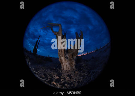 Sonoran Wüste, die durch hohe Catus gekennzeichnet ist nur wenige Meter von Meer Wasser in der mexikanischen Pazifik Osea Foto: LuisGutierrez. Stockfoto