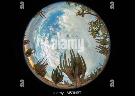 Sonoran Wüste, die durch hohe Catus gekennzeichnet ist nur wenige Meter von Meer Wasser in der mexikanischen Pazifik Osea Foto: LuisGutierrez. Stockfoto