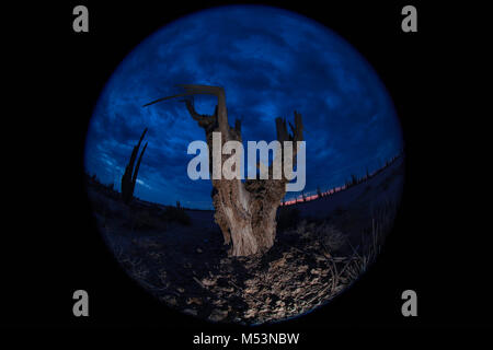 Sonoran Wüste, die durch hohe Catus gekennzeichnet ist nur wenige Meter von Meer Wasser in der mexikanischen Pazifik Osea Foto: LuisGutierrez. Stockfoto