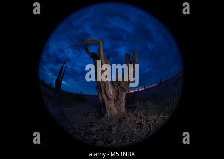 Sonoran Wüste, die durch hohe Catus gekennzeichnet ist nur wenige Meter von Meer Wasser in der mexikanischen Pazifik Osea Foto: LuisGutierrez. Stockfoto