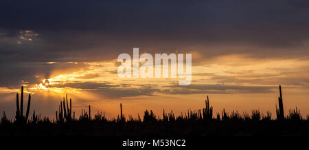 Sonoran Wüste, die durch hohe Catus gekennzeichnet ist nur wenige Meter von Meer Wasser in der mexikanischen Pazifik Osea Foto: LuisGutierrez. Stockfoto
