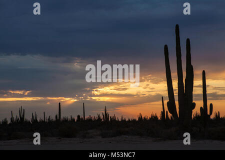 Sonoran Wüste, die durch hohe Catus gekennzeichnet ist nur wenige Meter von Meer Wasser in der mexikanischen Pazifik Osea Foto: LuisGutierrez. Stockfoto
