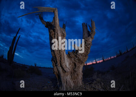 Sonoran Wüste, die durch hohe Catus gekennzeichnet ist nur wenige Meter von Meer Wasser in der mexikanischen Pazifik Osea Foto: LuisGutierrez. Stockfoto