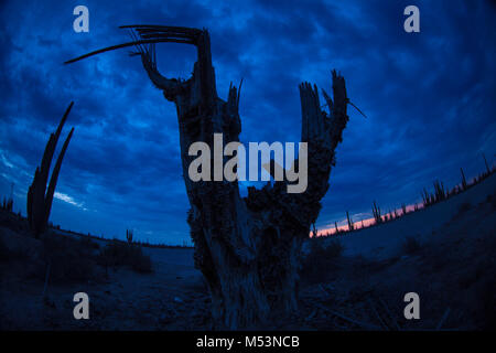 Sonoran Wüste, die durch hohe Catus gekennzeichnet ist nur wenige Meter von Meer Wasser in der mexikanischen Pazifik Osea Foto: LuisGutierrez. Stockfoto