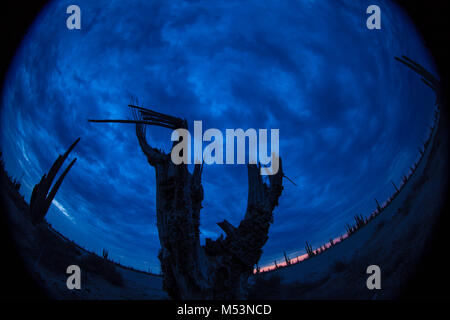 Sonoran Wüste, die durch hohe Catus gekennzeichnet ist nur wenige Meter von Meer Wasser in der mexikanischen Pazifik Osea Foto: LuisGutierrez. Stockfoto
