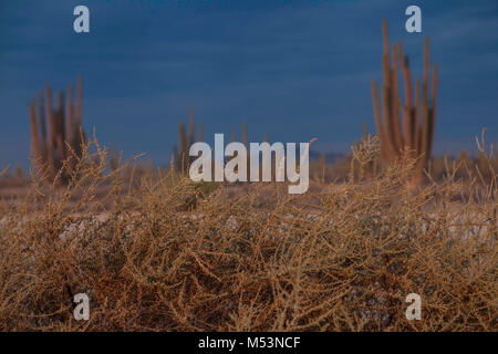 Sonoran Wüste, die durch hohe Catus gekennzeichnet ist nur wenige Meter von Meer Wasser in der mexikanischen Pazifik Osea Foto: LuisGutierrez. Stockfoto