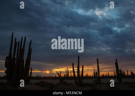 Sonoran Wüste, die durch hohe Catus gekennzeichnet ist nur wenige Meter von Meer Wasser in der mexikanischen Pazifik Osea Foto: LuisGutierrez. Stockfoto