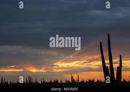 Sonoran Wüste, die durch hohe Catus gekennzeichnet ist nur wenige Meter von Meer Wasser in der mexikanischen Pazifik Osea Foto: LuisGutierrez. Stockfoto