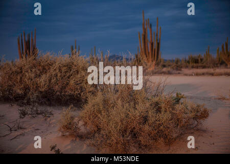Sonoran Wüste, die durch hohe Catus gekennzeichnet ist nur wenige Meter von Meer Wasser in der mexikanischen Pazifik Osea Foto: LuisGutierrez. Stockfoto