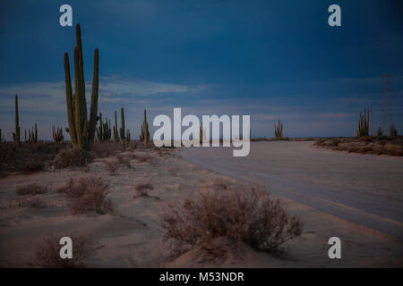 Sonoran Wüste, die durch hohe Catus gekennzeichnet ist nur wenige Meter von Meer Wasser in der mexikanischen Pazifik Osea Foto: LuisGutierrez. Stockfoto