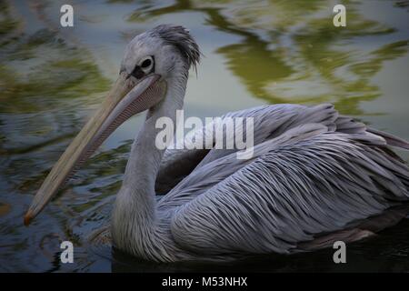 Porträt einer pelican Schwimmen in einem See Stockfoto