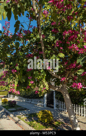 Ein blühender Baum im Frühjahr mit einem weißen Lattenzaun vor einem Haus in Kalifornien Stockfoto