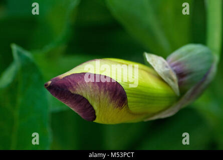 In der Nähe von Reifenden Gelb und Lila Iris Stockfoto