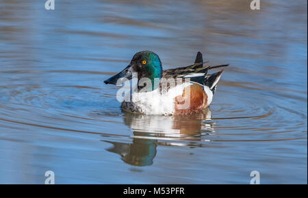 Northern Shoveler Drake fotografiert am George C. Reifel wandernden Vogelschutzgebiet, Delta, BC, Kanada, am 16. März 2015. Stockfoto