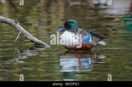 Northern Shoveler Drake fotografiert am George C. Reifel wandernden Vogelschutzgebiet, Delta, BC, Kanada, am 4. November 2016 Stockfoto