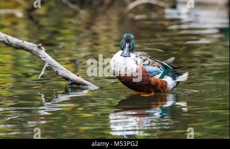 Northern Shoveler Drake fotografiert am George C. Reifel wandernden Vogelschutzgebiet, Delta, BC, Kanada, am 4. November 2016 Stockfoto