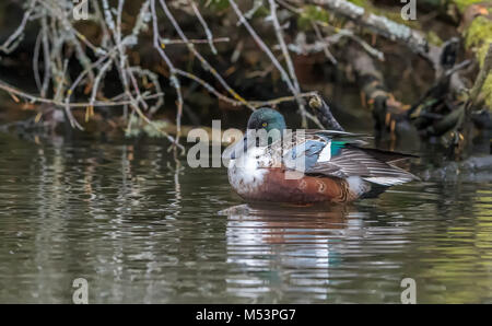 Northern Shoveler Drake fotografiert am George C. Reifel wandernden Vogelschutzgebiet, Delta, BC, Kanada, am 4. November 2016 Stockfoto