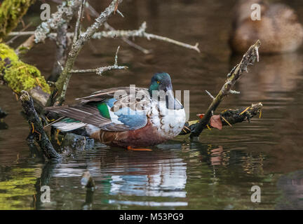 Northern Shoveler Drake fotografiert am George C. Reifel wandernden Vogelschutzgebiet, Delta, BC, Kanada, am 4. November 2016 Stockfoto