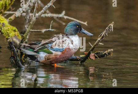 Northern Shoveler Drake fotografiert am George C. Reifel wandernden Vogelschutzgebiet, Delta, BC, Kanada, am 4. November 2016 Stockfoto