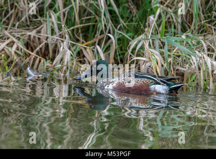 Northern Shoveler Drake fotografiert am George C. Reifel wandernden Vogelschutzgebiet, Delta, BC, Kanada, am 4. November 2016 Stockfoto