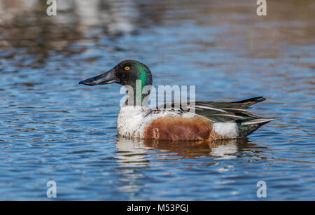 Northern Shoveler Drake fotografiert am George C. Reifel wandernden Vogelschutzgebiet, Delta, BC, Kanada, am 16. März 2015. Stockfoto