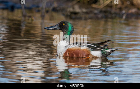 Northern Shoveler Drake fotografiert am George C. Reifel wandernden Vogelschutzgebiet, Delta, BC, Kanada, am 16. März 2015. Stockfoto