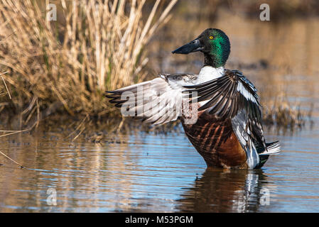 Northern Shoveler Drake fotografiert am George C. Reifel wandernden Vogelschutzgebiet, Delta, BC, Kanada, am 16. März 2015. Stockfoto