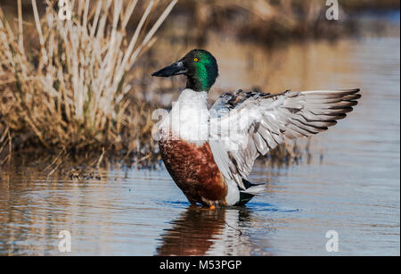 Northern Shoveler Drake fotografiert am George C. Reifel wandernden Vogelschutzgebiet, Delta, BC, Kanada, am 16. März 2015. Stockfoto