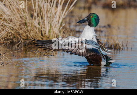 Northern Shoveler Drake fotografiert am George C. Reifel wandernden Vogelschutzgebiet, Delta, BC, Kanada, am 16. März 2015. Stockfoto