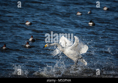 Singschwan Plantschen im Wasser Stockfoto