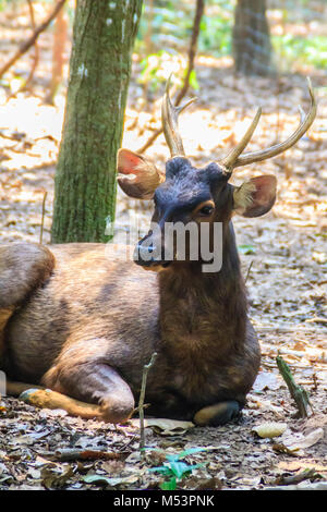 Süße männliche Sambar Hirsche oder Rotwild. Die SAMBAR (Rusa unicolor) ist eine große Hirsche native auf den indischen Subkontinent, Südchina und Südostasien t Stockfoto