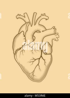 Herz. Die innere Organ des Menschen, anatomische Struktur. Graviert drucken, Umriss detaillierte Zeichnung. Stock Vektor