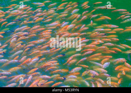 Bunte Schule der rot/orange Barsch (rot Tilapia) Fisch in das frische Wasser Teich. Red tilapia sind genetische Mutanten von tilapia Arten, die in der G ausgewählt Stockfoto